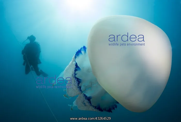 : Diver and Large Jellyfish (Rhizostoma pulmo), Marine : Diver and Large Jellyfish (Rhizostoma pulmo), Marine