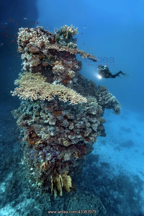: Diver looking at fifteen-metre high coral tower : Diver looking at fifteen-metre high coral tower