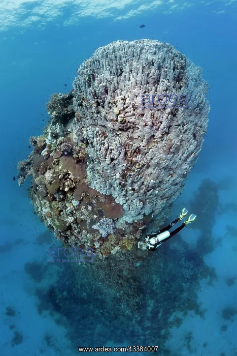 : Diver looking at fifteen-metre high coral tower : Diver looking at fifteen-metre high coral tower