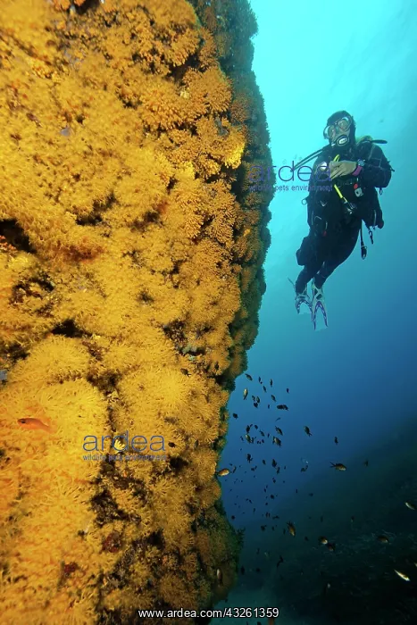  : Diver looking at illuminated yellow cluster anemones