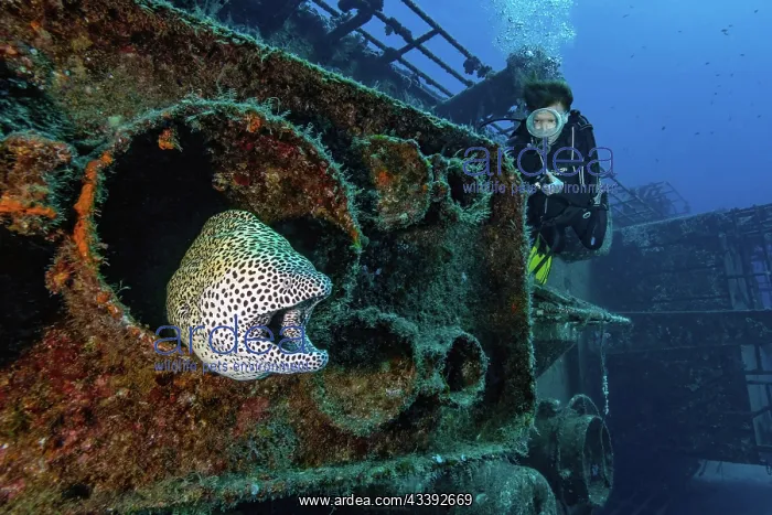 : Diver looking at moray eel giant moray (Gymnotho : Diver looking at moray eel giant moray (Gymnotho