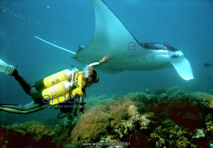 : Diver with Manta Ray : Diver with Manta Ray