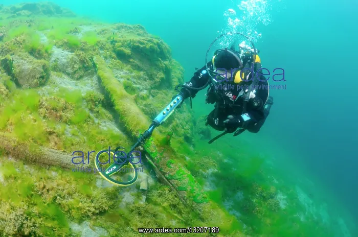 : Diver with the metal detector looking for a treasure : Diver with the metal detector looking for a treasure