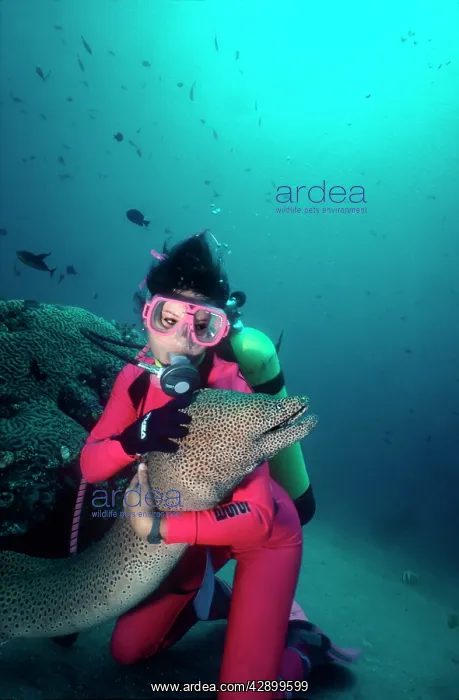 : Diver (Monique Heighes) - with Honey the Moray eel : Diver (Monique Heighes) - with Honey the Moray eel