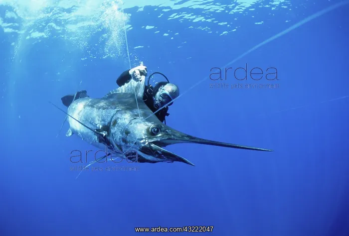 : Diver observes hooked Marlin : Diver observes hooked Marlin