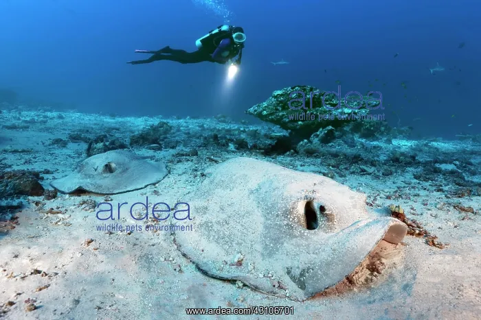 : Diver observes two Porcupine rays (Urogymnus asperrimus) : Diver observes two Porcupine rays (Urogymnus asperrimus)