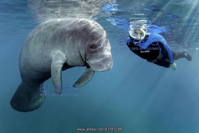 : Diver observes West Indian manatee (Trichechus manatus) : Diver observes West Indian manatee (Trichechus manatus)