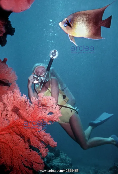 : Diver - Photographing a Blue angelfish, and Gorgonian : Diver - Photographing a Blue angelfish, and Gorgonian