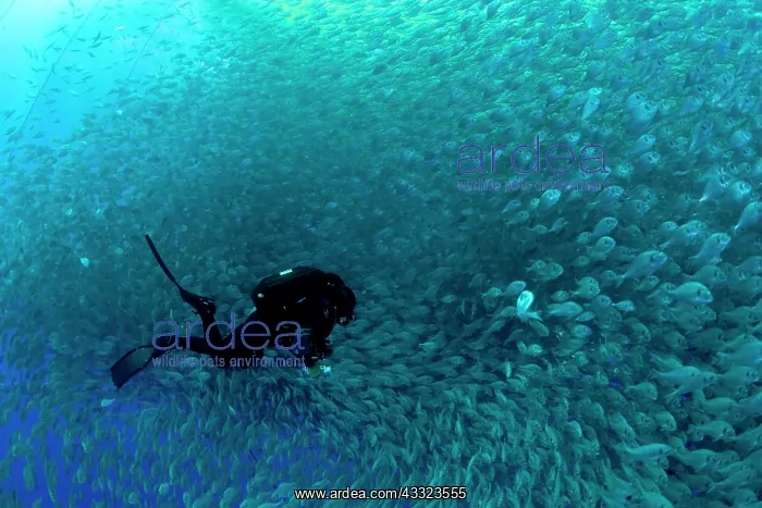 : Diver with rebreather inside sea cage with thousand of Gilt- : Diver with rebreather inside sea cage with thousand of Gilt-