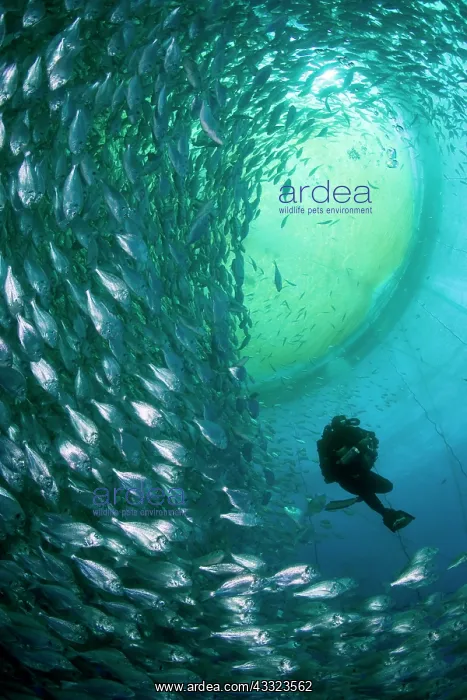 : Diver with rebreather inside sea cage with thousand of Gilt- : Diver with rebreather inside sea cage with thousand of Gilt-