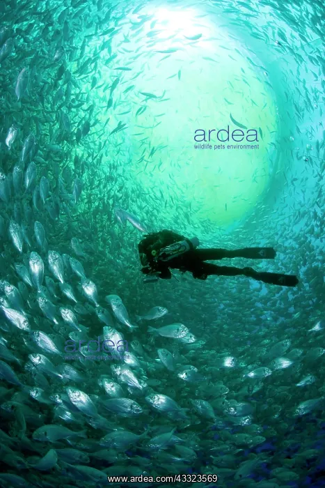 : Diver with rebreather inside sea cage with thousand of Gilt- : Diver with rebreather inside sea cage with thousand of Gilt-
