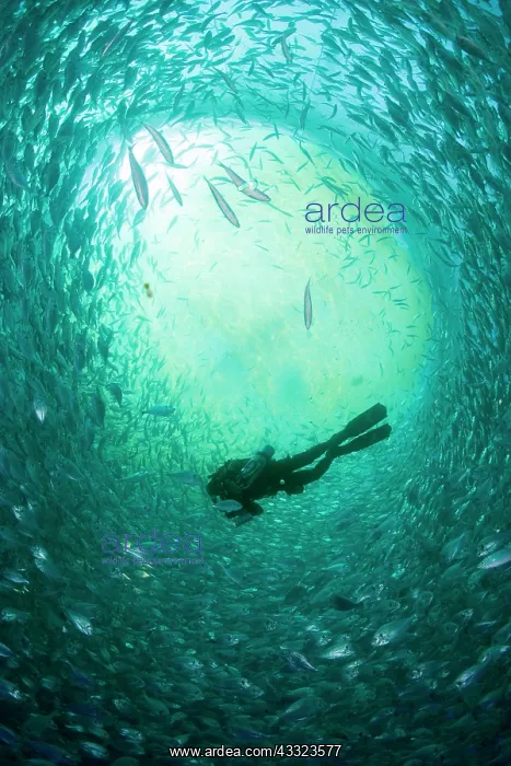 : Diver with rebreather inside sea cage with thousand of Gilt- : Diver with rebreather inside sea cage with thousand of Gilt-
