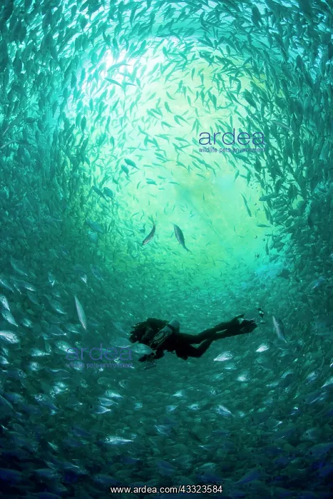 : Diver with rebreather inside sea cage with thousand of Gilt- : Diver with rebreather inside sea cage with thousand of Gilt-