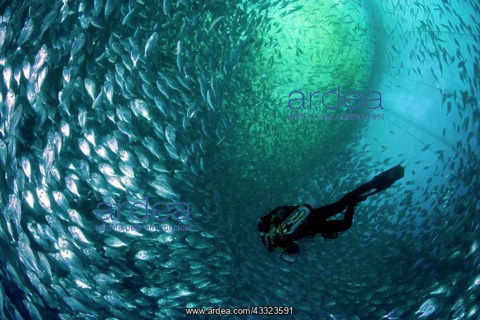 : Diver with rebreather inside sea cage with thousand of Gilt- : Diver with rebreather inside sea cage with thousand of Gilt-