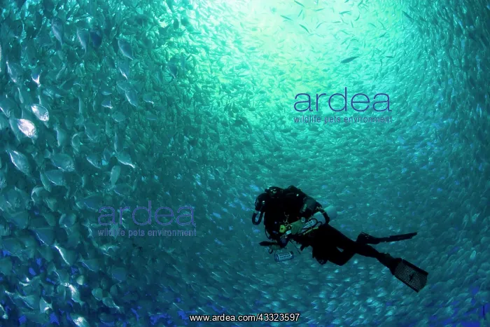 : Diver with rebreather inside sea cage with thousand of Gilt- : Diver with rebreather inside sea cage with thousand of Gilt-