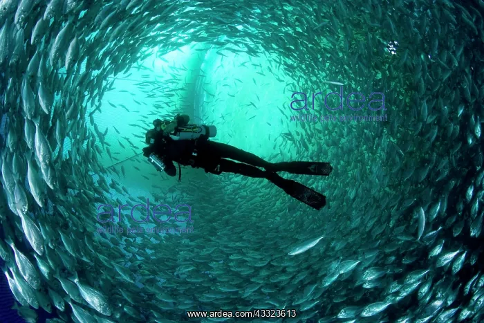 : Diver with rebreather inside sea cage with thousand of Gilt- : Diver with rebreather inside sea cage with thousand of Gilt-
