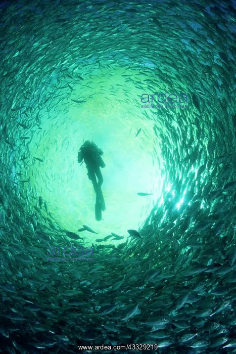 : Diver with rebreather inside sea cage with thousand of Gilt- : Diver with rebreather inside sea cage with thousand of Gilt-