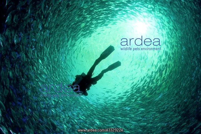: Diver with rebreather inside sea cage with thousand of Gilt- : Diver with rebreather inside sea cage with thousand of Gilt-