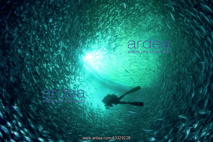 : Diver with rebreather inside sea cage with thousand of Gilt- : Diver with rebreather inside sea cage with thousand of Gilt-