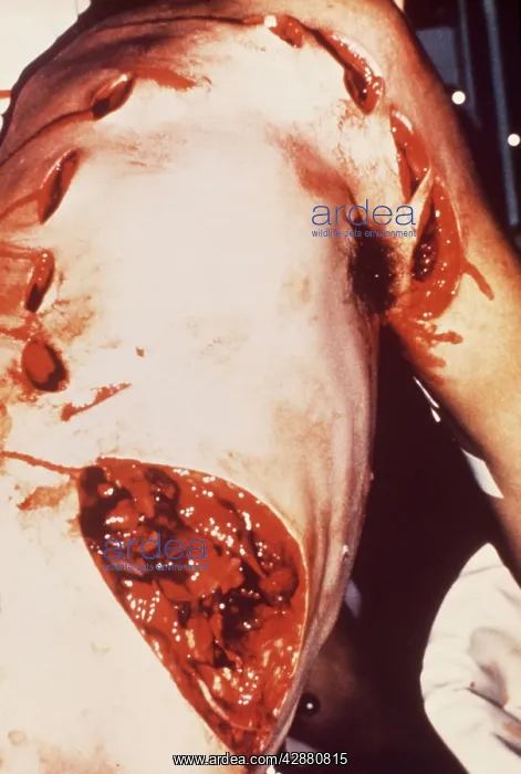  : Diver - Rodney Fox on operation table showing Shark