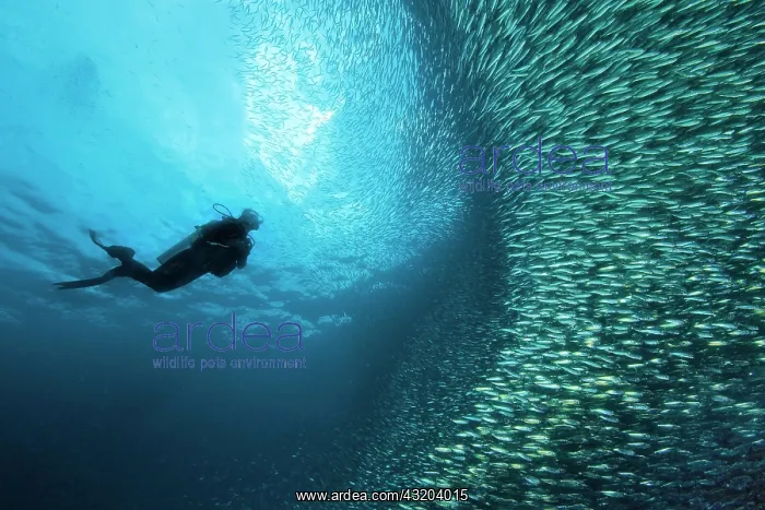 : Diver next to school of Sardinops (Sardinops sagax) : Diver next to school of Sardinops (Sardinops sagax)