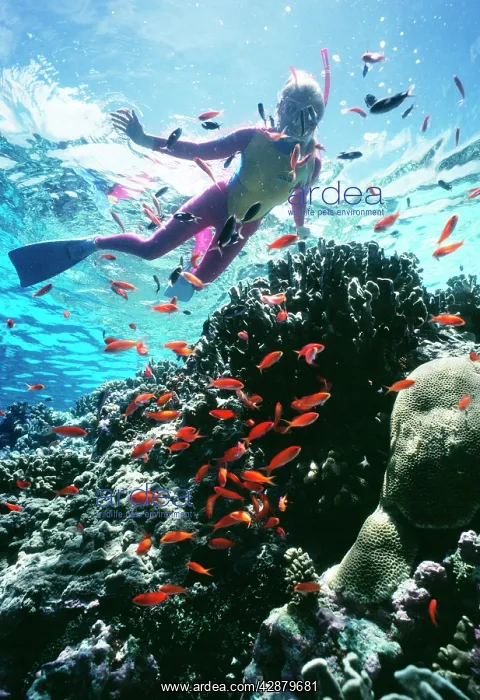 : DIVER - Snorkeller with jewel fish : DIVER - Snorkeller with jewel fish