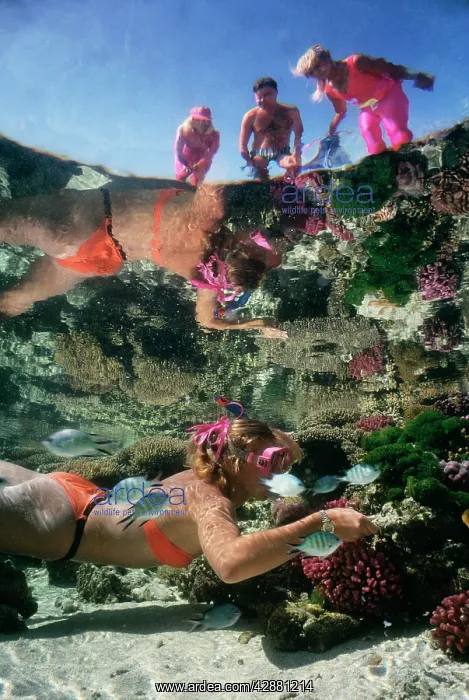  : DIVER SNORKELLER & ONLOOKERS