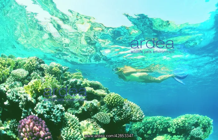 : DIVER - Snorkeller in Red Sea : DIVER - Snorkeller in Red Sea
