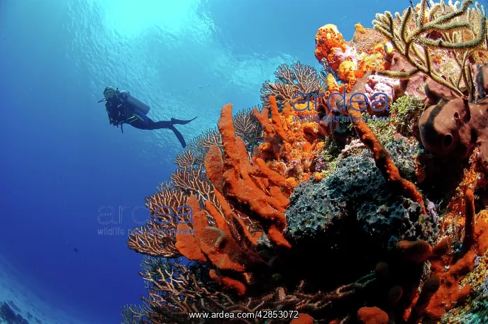 : Diver and soft coral - Cozumel Palancar Reef : Diver and soft coral - Cozumel Palancar Reef