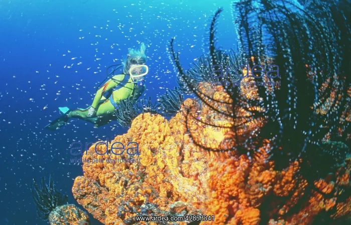 : DIVER - Sponge & featherstars : DIVER - Sponge & featherstars