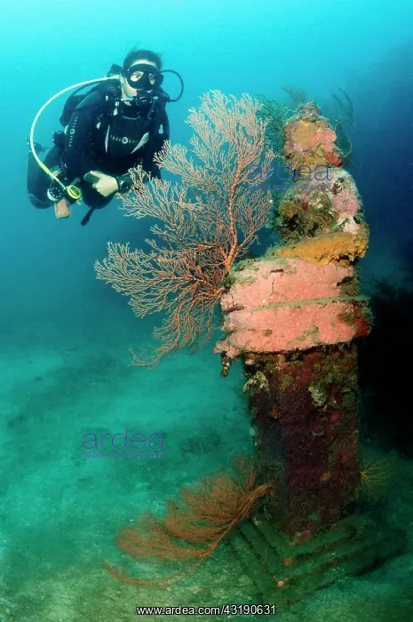 : diver with statue covered with corals : diver with statue covered with corals