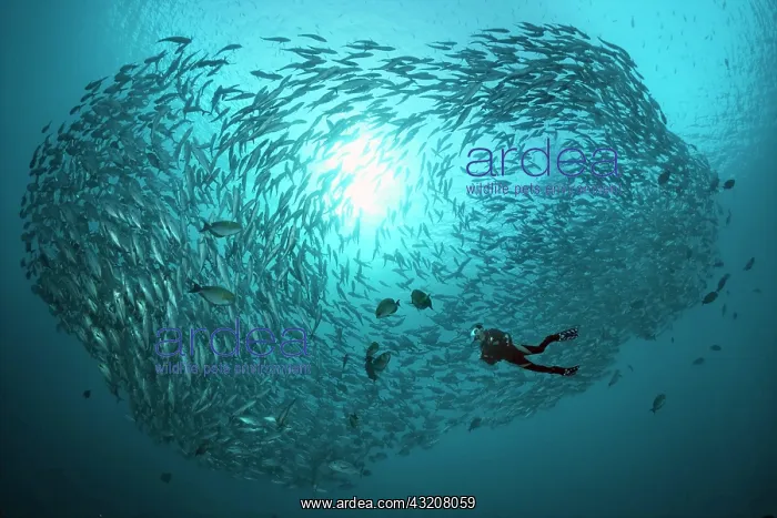 : Diver swimming with a large shoal of bigeye trevallies : Diver swimming with a large shoal of bigeye trevallies