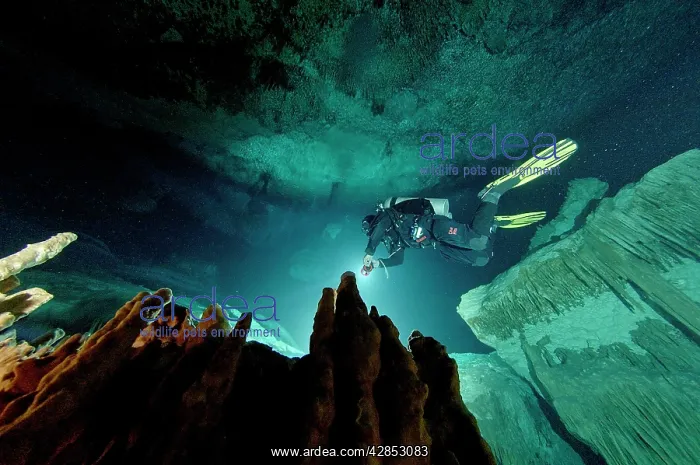 : Diver with torch : Diver with torch