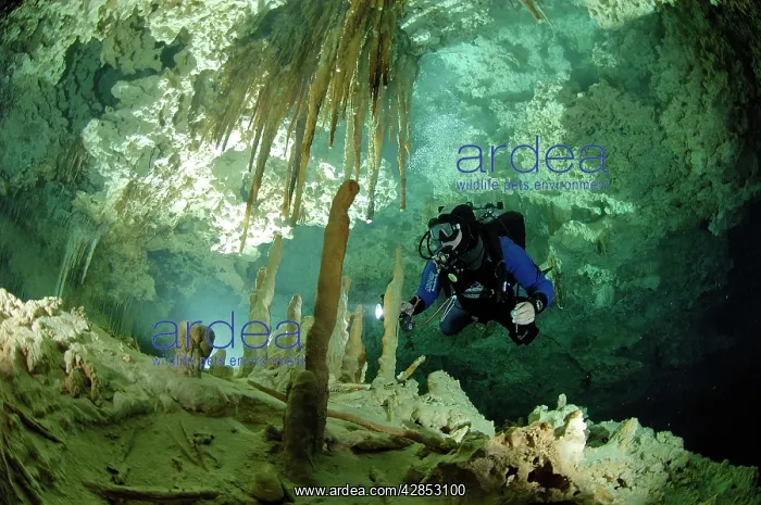 : Diver with torch : Diver with torch