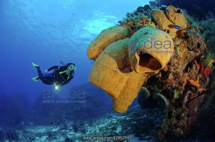 : Diver and Tube sponges : Diver and Tube sponges