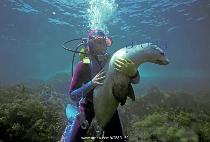 : Diver - Valerie Taylor with Australian Sealion : Diver - Valerie Taylor with Australian Sealion