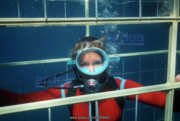 : Diver - Valerie Taylor in cage watching Great White Sharks : Diver - Valerie Taylor in cage watching Great White Sharks
