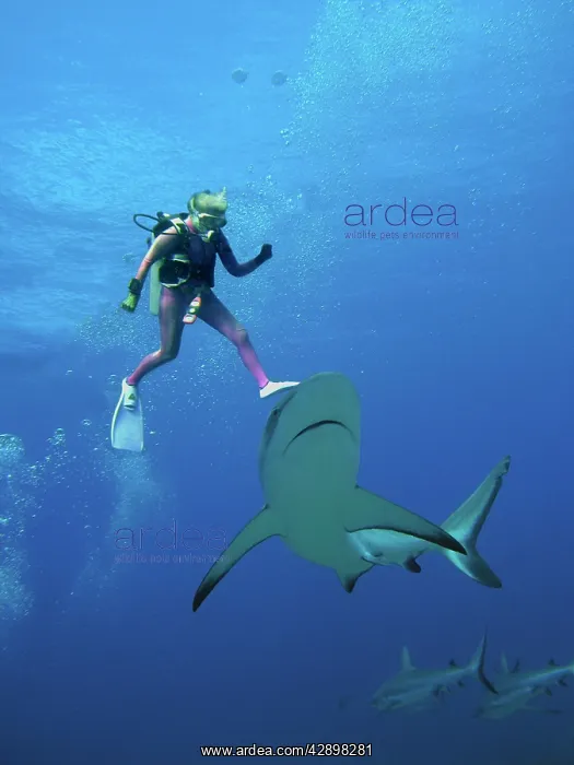 : Diver Valerie Taylor & Grey Reef shark : Diver Valerie Taylor & Grey Reef shark