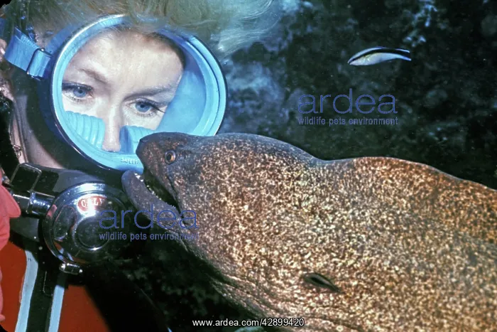 : Diver (Valerie Taylor) - With Harry a moray eel : Diver (Valerie Taylor) - With Harry a moray eel