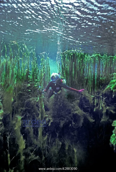 : Diver - Valerie Taylor swimming into the great : Diver - Valerie Taylor swimming into the great