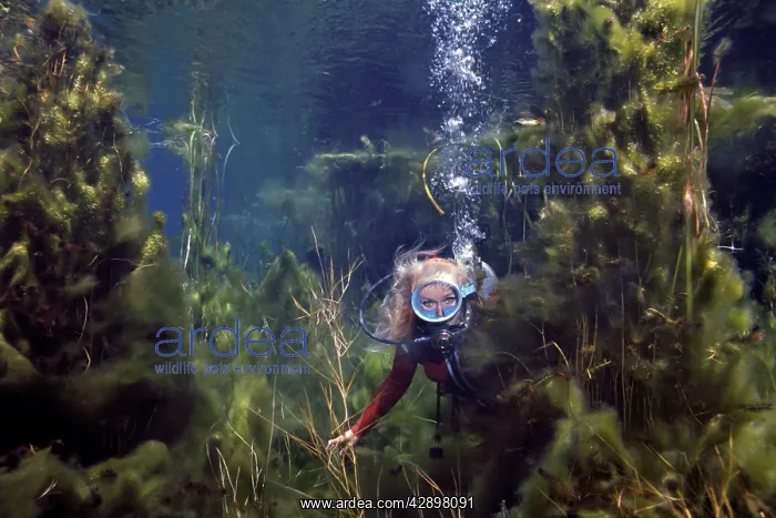 : DIVER, Valerie Taylor - swimming through weeds : DIVER, Valerie Taylor - swimming through weeds