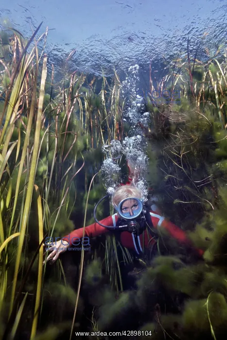 : DIVER, Valerie Taylor - swimming through weeds : DIVER, Valerie Taylor - swimming through weeds