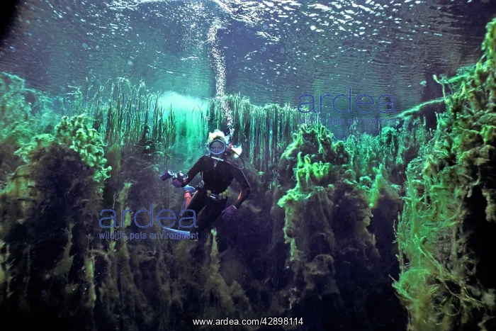 : Diver Valerie Taylor swimming through weeds in : Diver Valerie Taylor swimming through weeds in