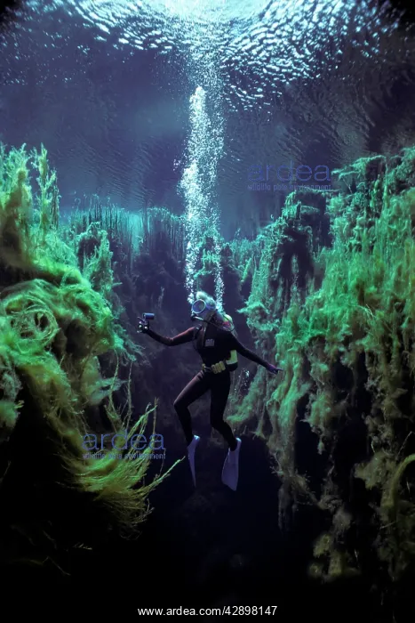 : Diver Valerie Taylor - swimming through weeds over : Diver Valerie Taylor - swimming through weeds over