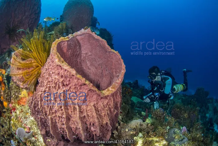 : Diver with ventral rebreather in front of a Barrel : Diver with ventral rebreather in front of a Barrel