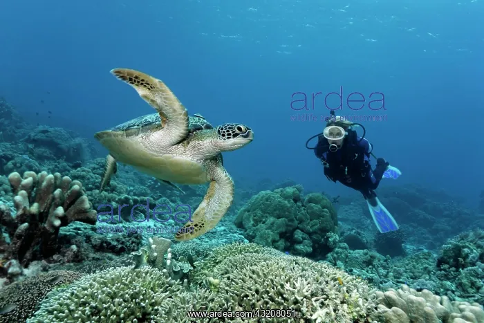 : Diver watching a green sea turtle (Chelonia mydas) : Diver watching a green sea turtle (Chelonia mydas)