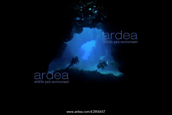 : Divers - inside the cave at the 1st Cathedrals : Divers - inside the cave at the 1st Cathedrals