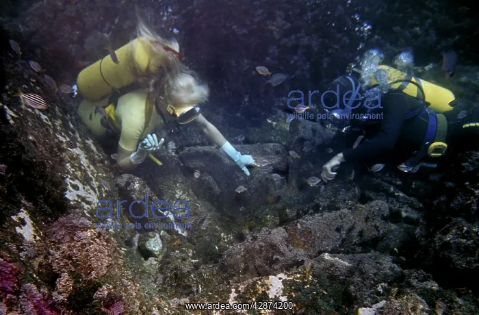 : Divers - inspecting Dunbar wreck site : Divers - inspecting Dunbar wreck site