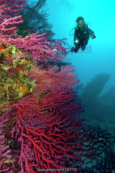 : Divers at reef in the Mediterranean Sea, Red Gorgonian : Divers at reef in the Mediterranean Sea, Red Gorgonian