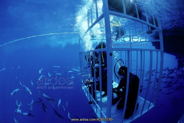 : divers in shark cage with great white shark circling, Carcha : divers in shark cage with great white shark circling, Carcha